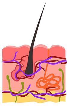 cross-section of the hair