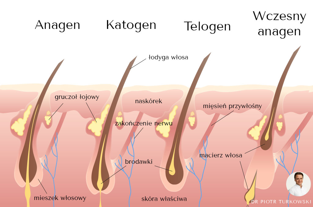 hair growth cycle