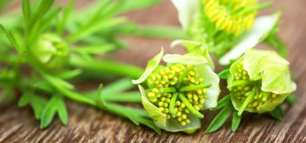 czarnuszka nigella sativa