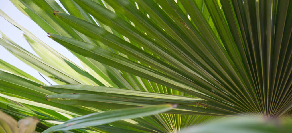 Sabal palm for hair. Properties, effects and opinions