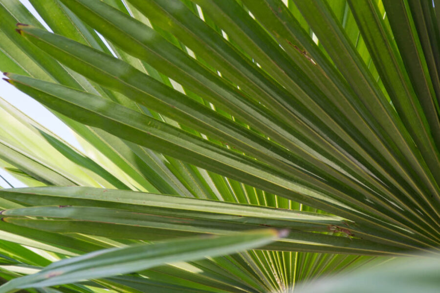 palma sabałowa na włosy