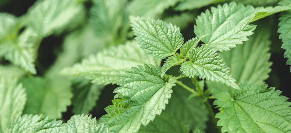 What effect does nettle have on hair and how to use it?