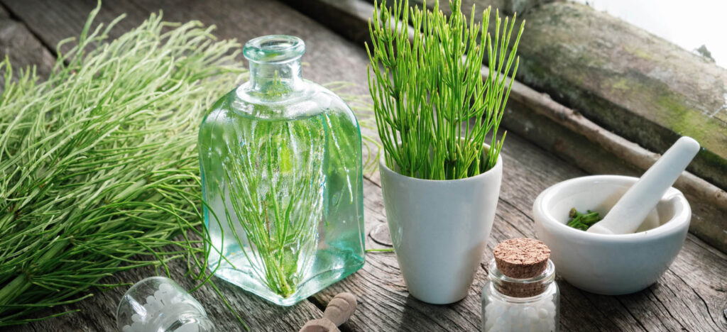 Benefits of using horsetail for hair