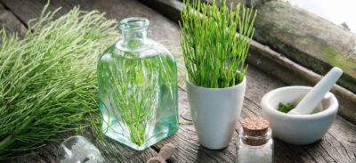 skrzyp polny na wlosy