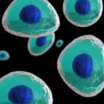 egzosomy
